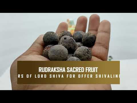 Rudraksha Sacred Fruit-Tears of Lord Shiva for Offer Shivalingum, Worship video