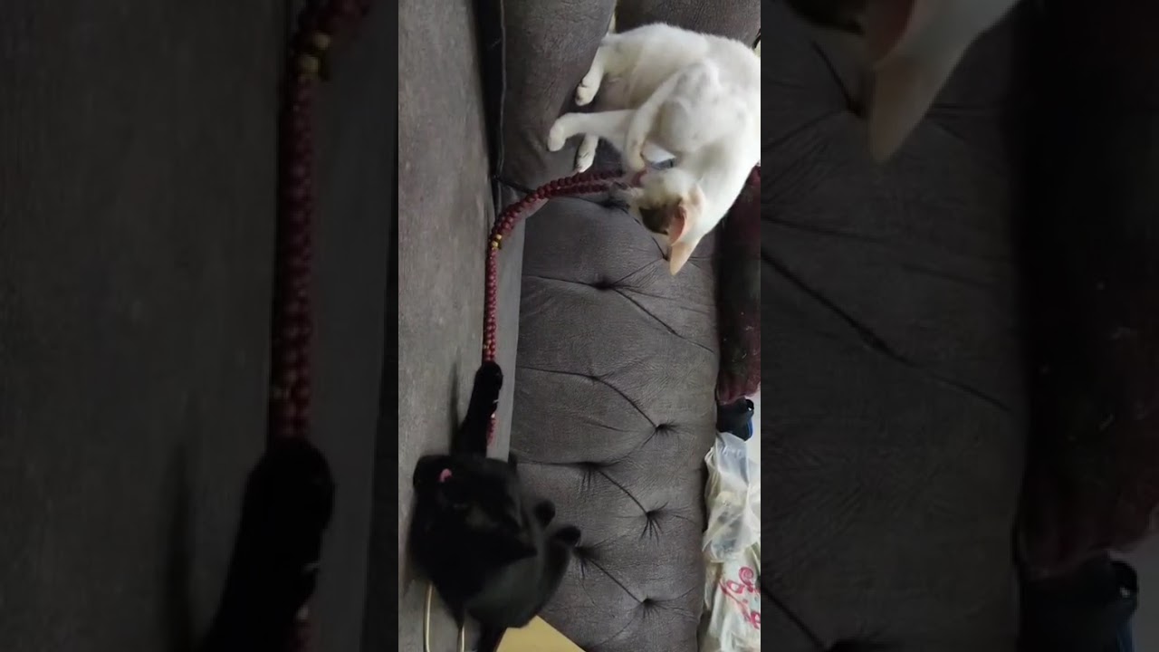 Enlarge Loza Blind, a Adoptable mixed breed in WOLCOTT, CT video 5/5