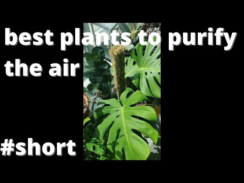 , title : 'Best plants to clean your air'