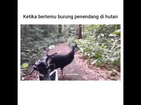 Unik! burung kasuari yang berkeliaran di hutan gunung meja kabupaten Manokwari.