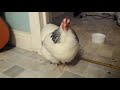 Chicken Sneezing With Big Explosion Meme
