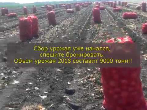 Оптовые поставки овощей из Саратовской области.