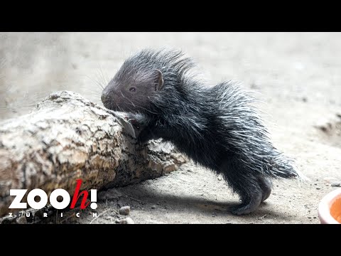 Erstmals Stachelschwein-Nachwuchs im Zoo