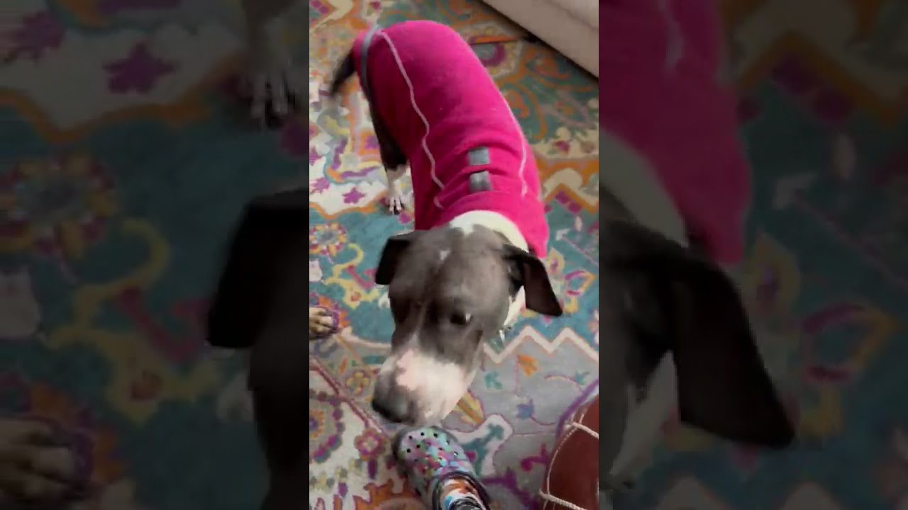 Enlarge Tina, a ADOPTABLE mixed breed in Southport, CT video 2/6