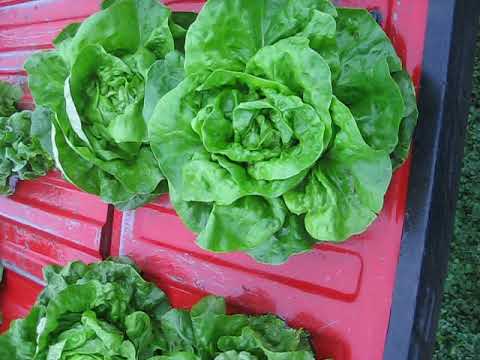download lagu mp3 mp4 Butterhead Buttercrunch Lettuce, download lagu Butterhead Buttercrunch Lettuce gratis, unduh video klip Butterhead Buttercrunch Lettuce