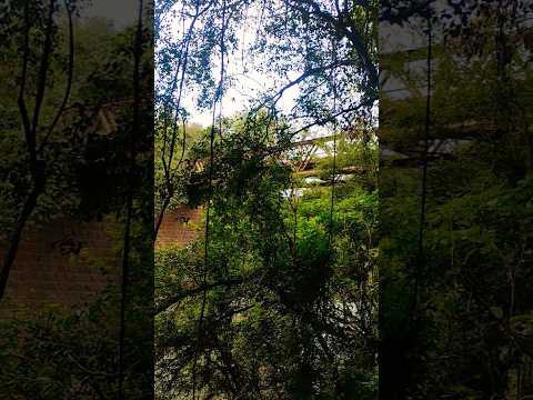 Ponte Velha | Alto Planalto - Crissiumal-RS #pontevelha #altoplanalto #crissiumal #riograndedosul