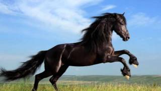 Horse Spirit (Sung Nagi) - from 'Horse Spirit' by John Two-Hawks