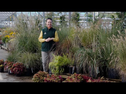 PETITTI A Guide to Perennial Ornamental Grasses | 10 Types to Grow