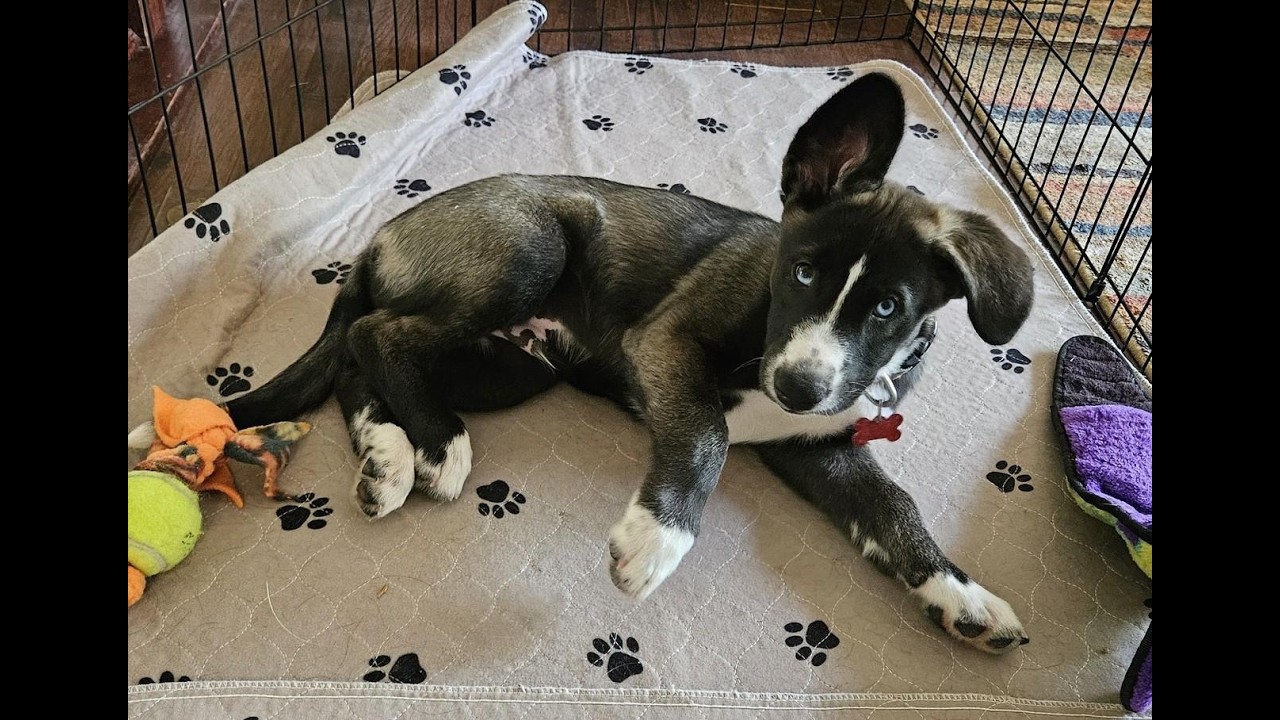 Enlarge Snowy, a Adoptable mixed breed in Minneapolis, MN video 6/6