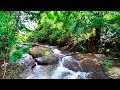 Relieve Stress So You Can Sleep Soundly With Soothing Stream Sounds Surrounded By Fresh Forest Views
