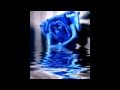 Blue Rose - André Abujamra 