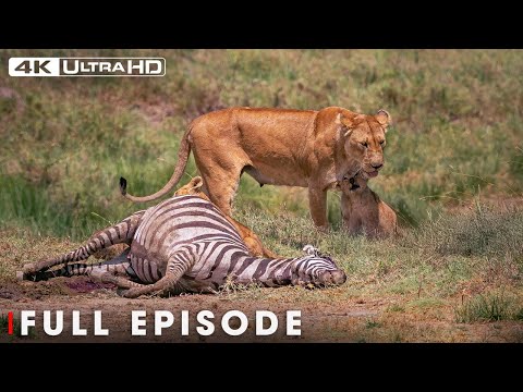 Surviving the Deadly Predators