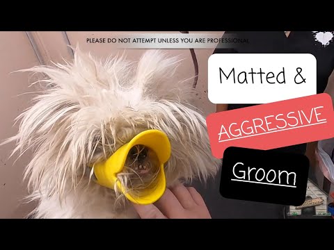 Grooming an Aggressive & Matted Shih Tzu