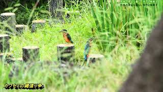 カワセミの縄張り争い 野鳥の身近な暮らし 2025年10月3日