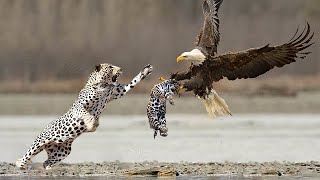 The Best Of Eagle Attacks Ever - Most Amazing Moments Of Wild Animal Fights! Wild Discovery Animals