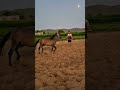 horse#best mare#studfarm #farming #youtubeshorts #youtube #horsefan