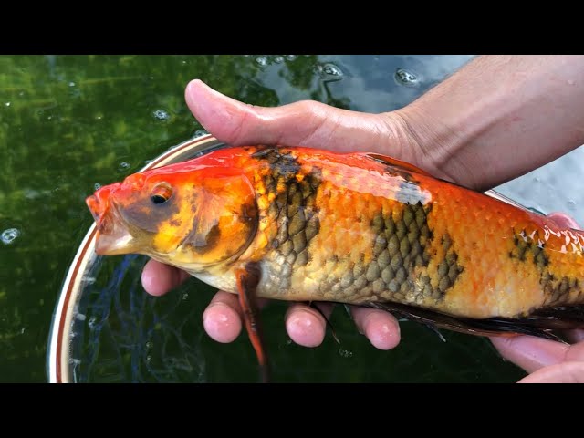 We Stocked The Pool Pond with SUPER RARE Koi