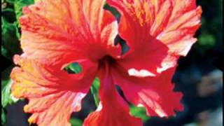 My Choice 491 - Billy Vaughn: Aloha 'Oe