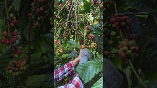 Download lagu Panen kopi #hidupdidesa #dikakigunung mp3