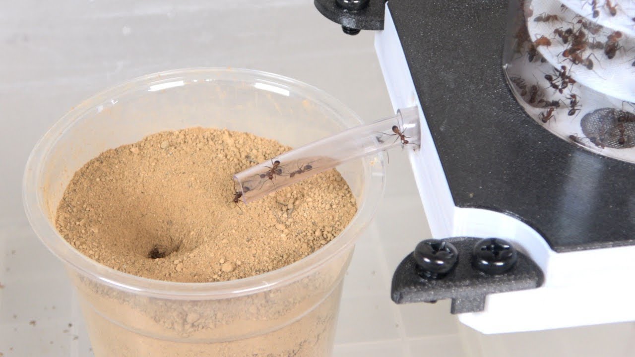 If you directly connect a stag beetle to an ant nest...