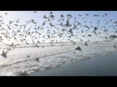 BEACH BIRDS x 104Foto