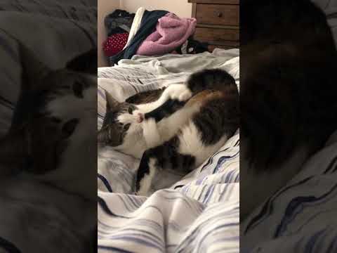 cat attacks own tail - 1018457