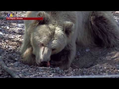 Watch Rescue Bears Enjoy Their New Home in Sanctuary Near Lviv
