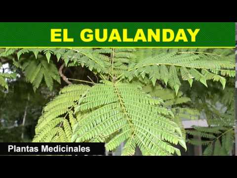 233   El Gualanday   Plantas Medicinales