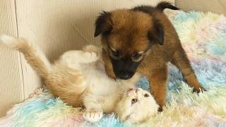 Um Filhote Abandonado Encontra um Amigo Inesperado em um Gatinho