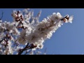 Slideshow with beautiful music (David Nevue - From Dream To Dream) (HD)