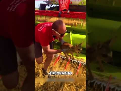 Бравый мужик спас ОЛЕНЁНКА В КОМБАЙНЕ🤔🔥🥹