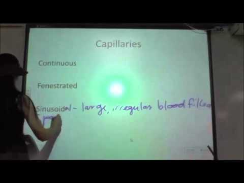 Blood Vessels Part 1