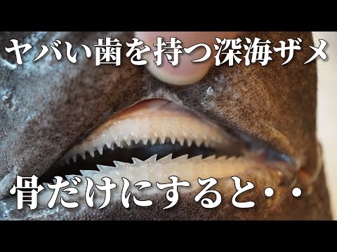 I made a skeleton of the head of a deep-sea shark with scary teeth [Shark specimen] [Shrimp shark]