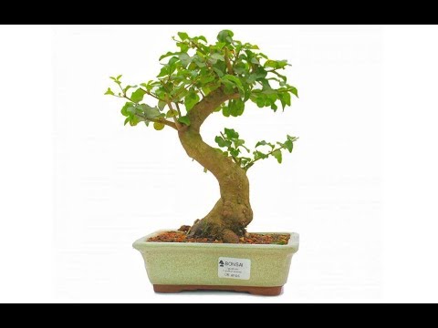 COMO DAR MOVIMENTO NO TRONCO DO BONSAI DESDE PEQUENO