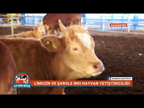 download lagu mp3 mp4 Limuzin Inek St Verimi, download lagu Limuzin Inek St Verimi gratis, unduh video klip Limuzin Inek St Verimi