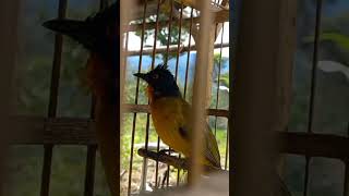 Download lagu Suara kutilang emas mata merah #nature #birds #memikat #pemikat #wildlife #kutilangemas#burung mp3