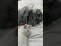 White Van Kedisi Cat Sleeping With Mini Australian Shepherd Shorts