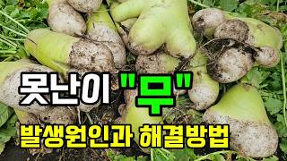 못난이무 속이비고 갈라진무 바람든무 발생원인과 해결방법 #무키우기
