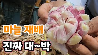 마늘 양파 진짜 대박 크게 키우는 서산 농부 비법?