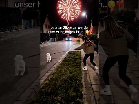 Link im ProfiI 🥹❤️‍🩹               #hunde #silvester #feuerwerk