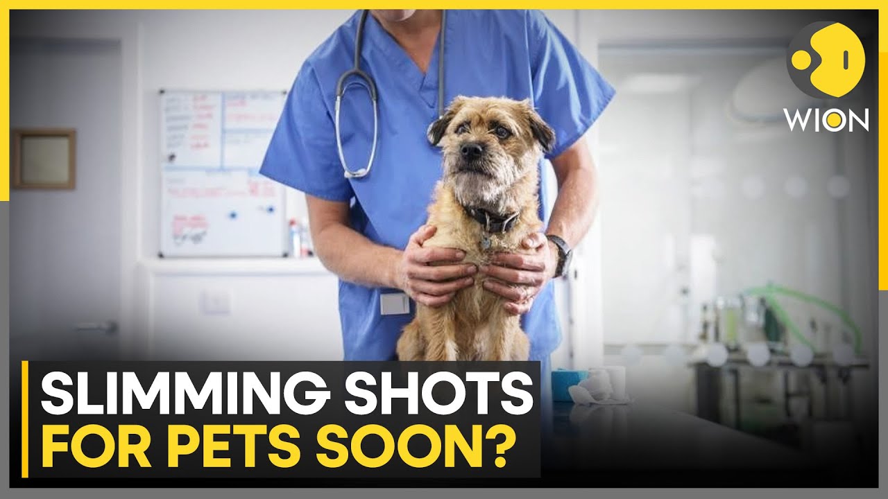 China's Drug Giants Target Pet Obesity With Weight-Loss Drugs | WION