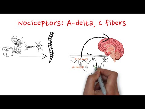 Nociceptors: A-delta and C fibers
