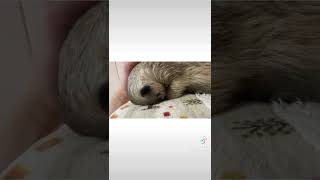 まん丸く寝るミーアキャット竹。미어캣(meerkat)#shorts