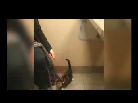 Funniest cats videos   Funny videos   Animals   Pets