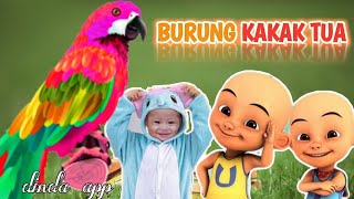 Download lagu Burung Kakak Tua | Upin & Ipin | Lagu Anak Balita Populer | UPIN IPIN BURUNG KAKAKTUA mp3