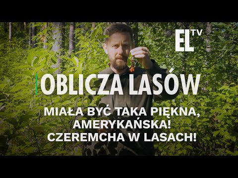 Miała być taka piękna, amerykańska! Czeremcha w lasach! | OBLICZA LASÓW #110