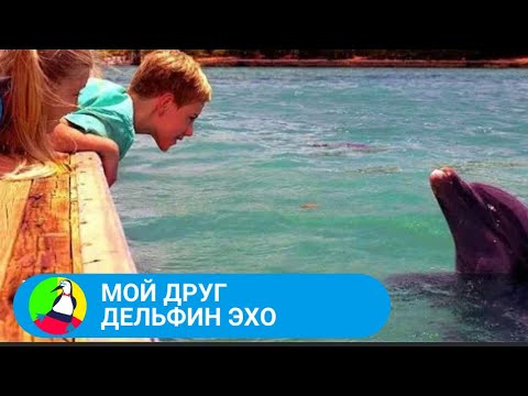 🏝 ДОБРЫЙ ПОУЧИТЕЛЬНЫЙ ФИЛЬМ ДЛЯ ВСЕЙ СЕМЬИ 🏝  Мой друг дельфин Эхо🐾 Фильм в HD. STARMEDIAKIDS