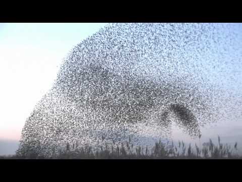 The Startling Sight Of a Starling Murmuration!