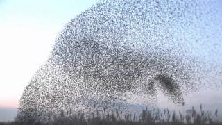 Starlings in Flight