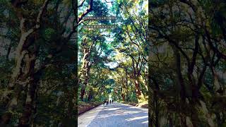- 【オリジナル曲】グッドミュージック でお散歩🚶♀️🚶🎶